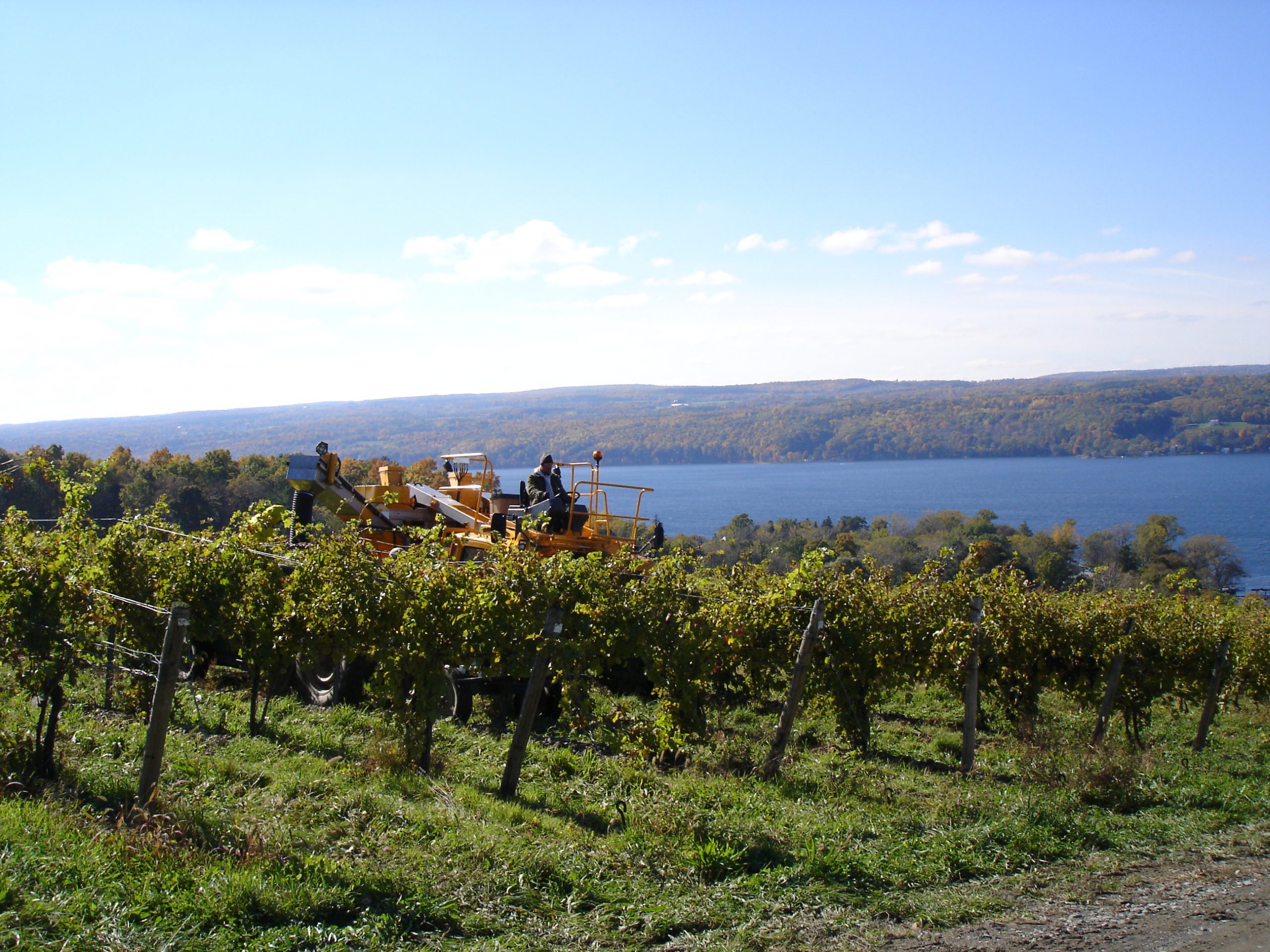 sawmill creek vineyard grape harvest Vista of sawmill creek harvest