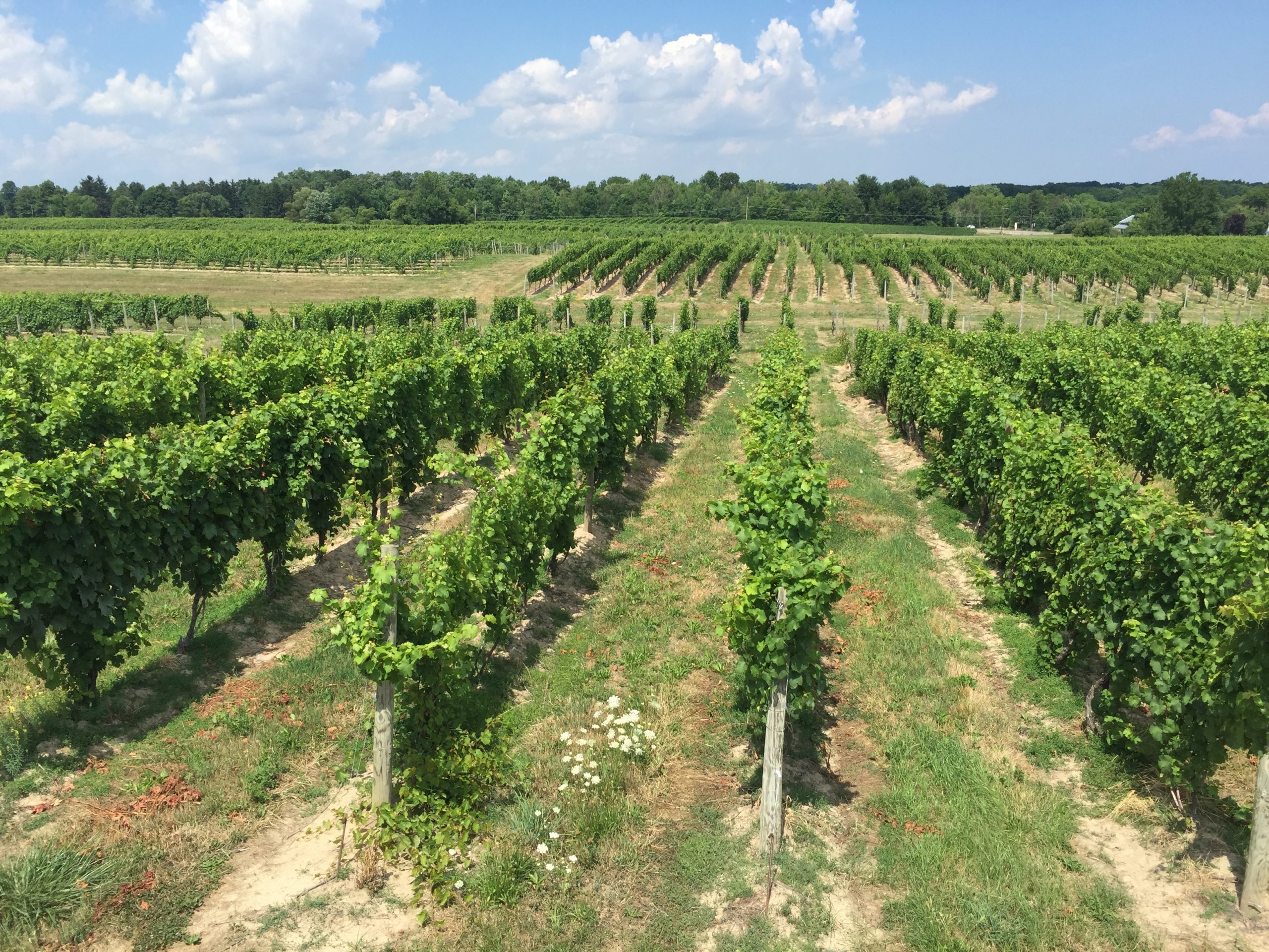 aerial vineyard view of Tango Oaks Finger Lakes Riesling Vista of Tango Oaks Vineyard