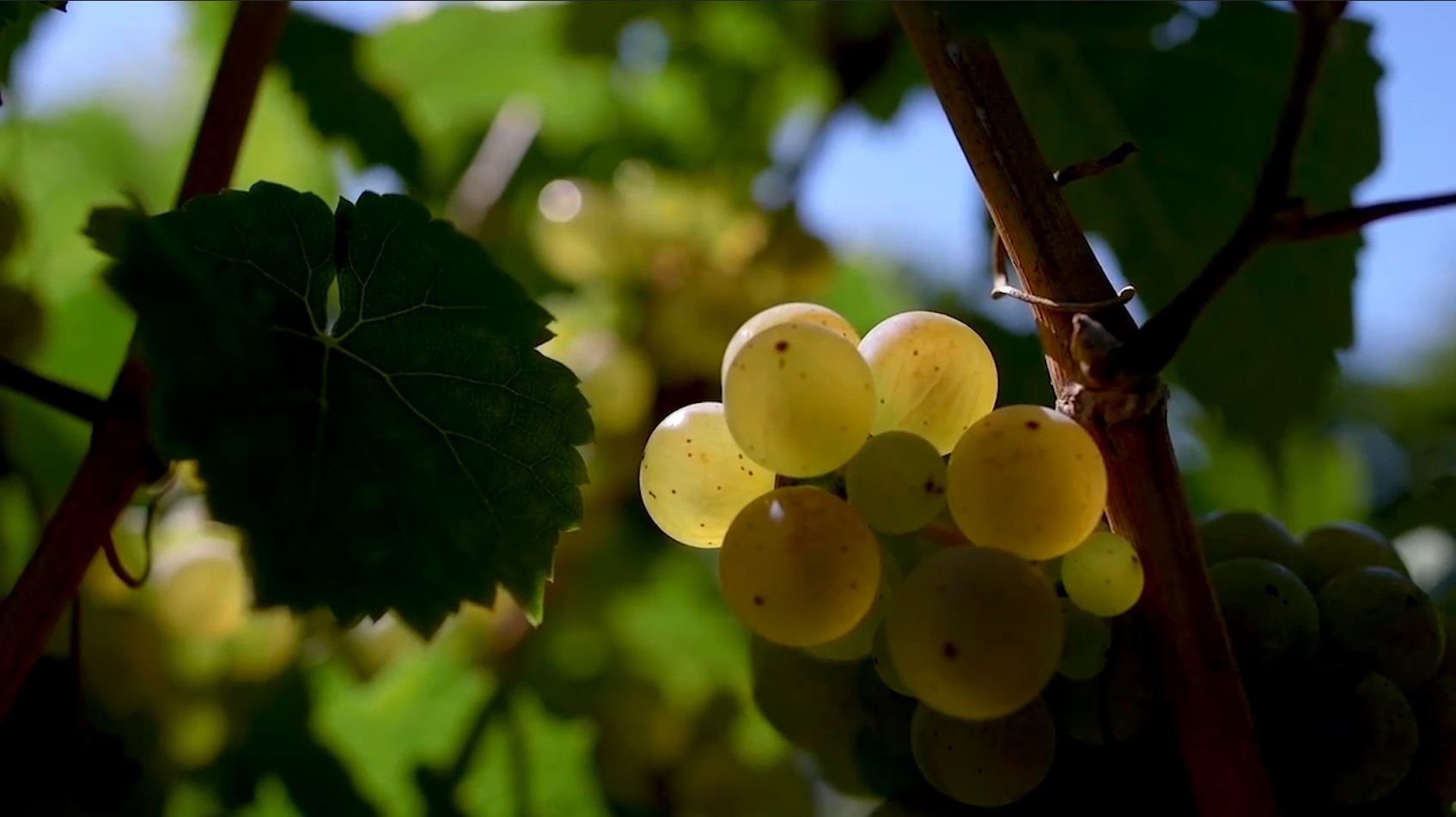 riesling grapes cluster of grapes
