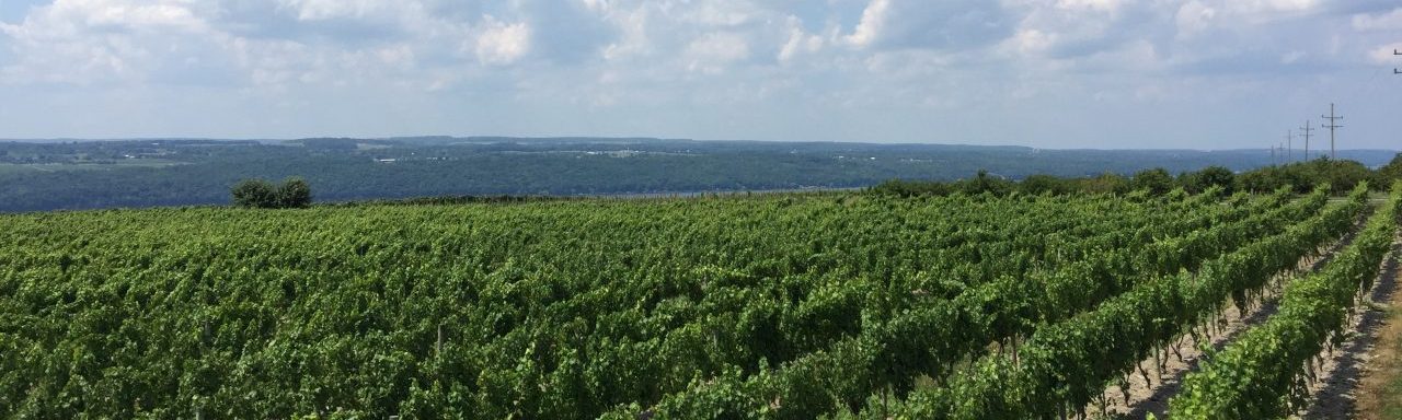 tango oaks vineyard lookinig north-east