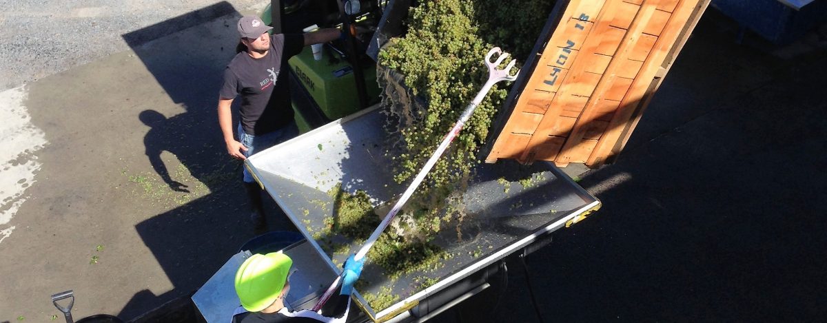 riesling at the crusher