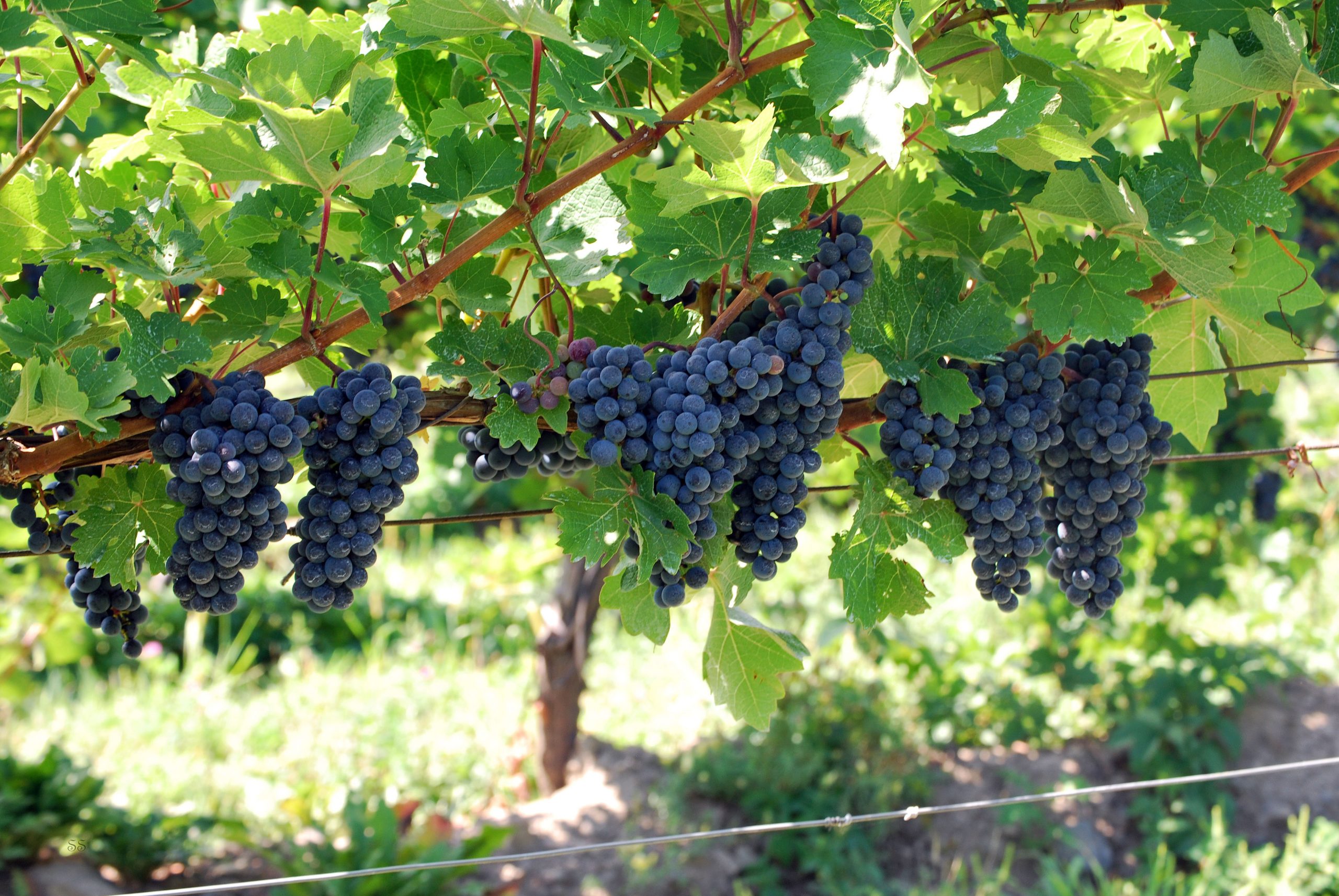 cabernet franc grapes