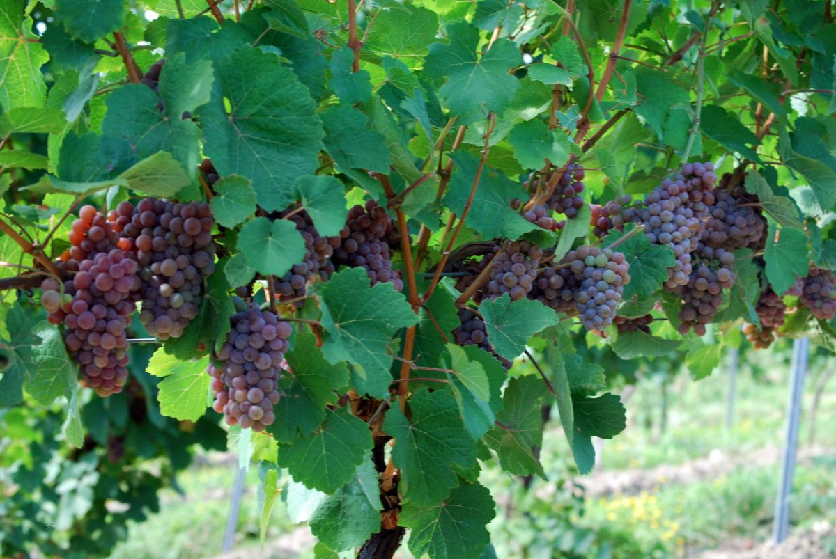 Gewurztraminer grapes