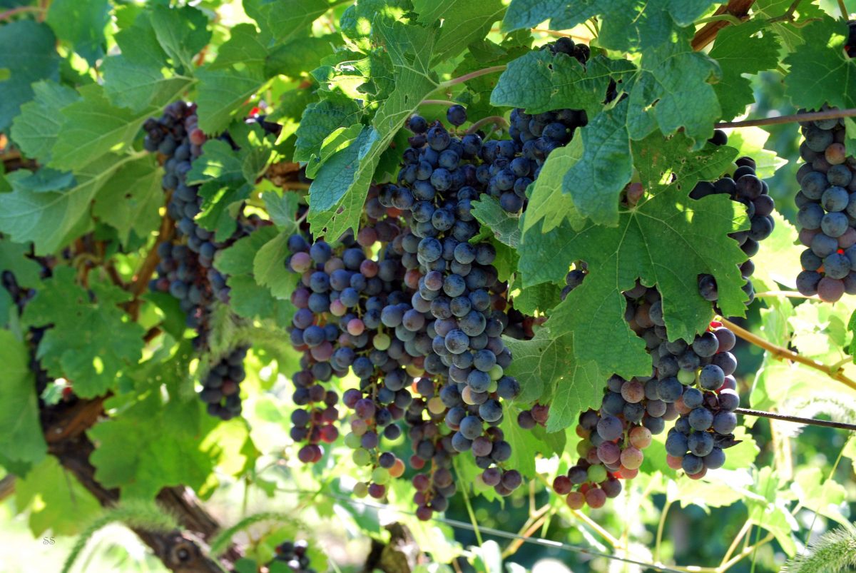 Merlot Grapes