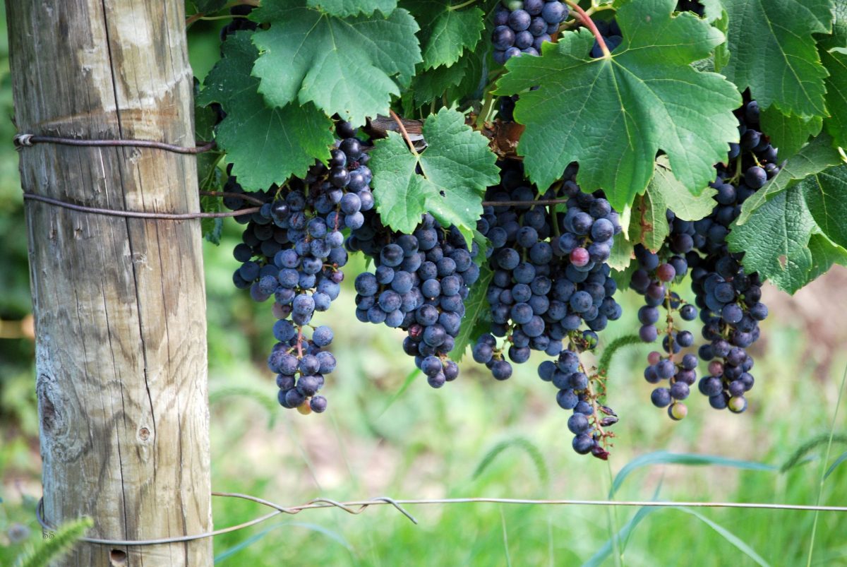 Merlot Grapes