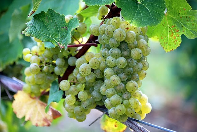 Riesling Grapes