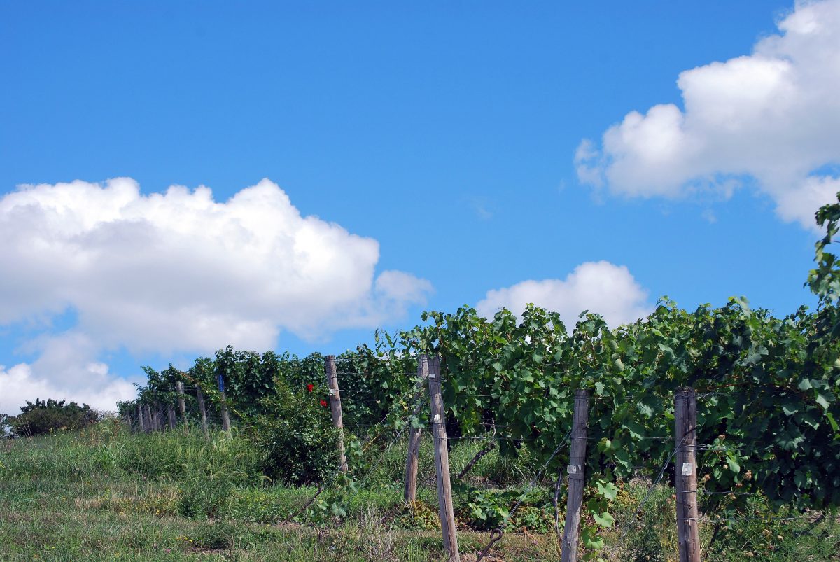 All About Sawmill Creek Vineyards