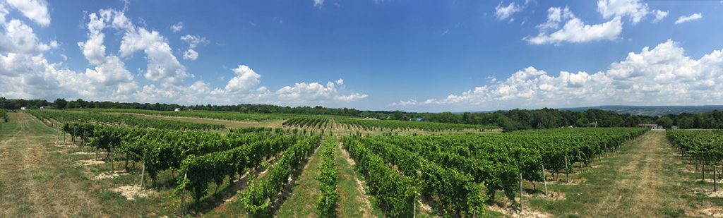 lahoma vineyards panorama