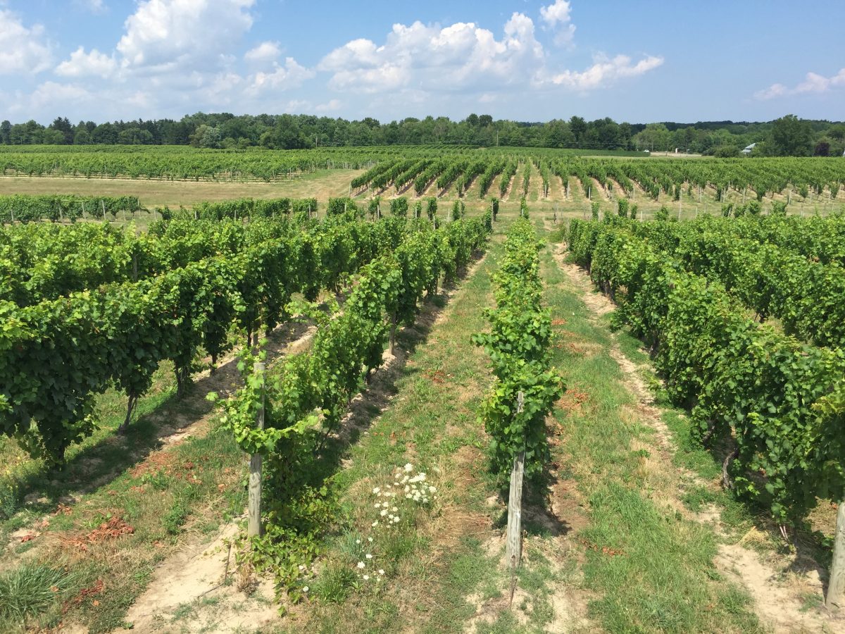 lahoma vineyards the knoll