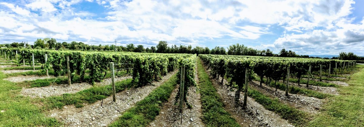 Virtual Tasting – Aged Single Vineyard Pinot Gris