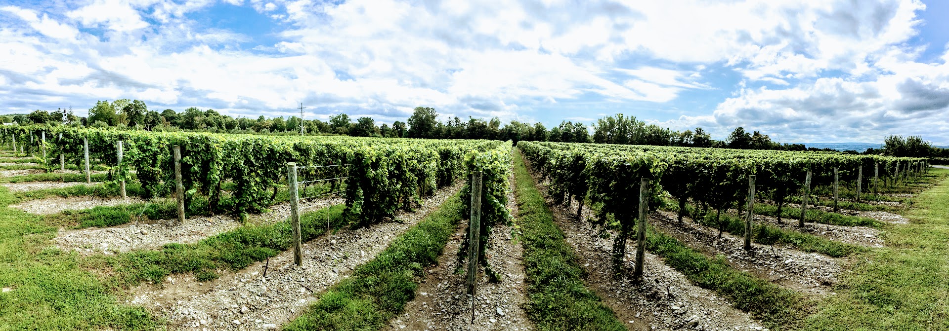 panoramic view of the vineyard