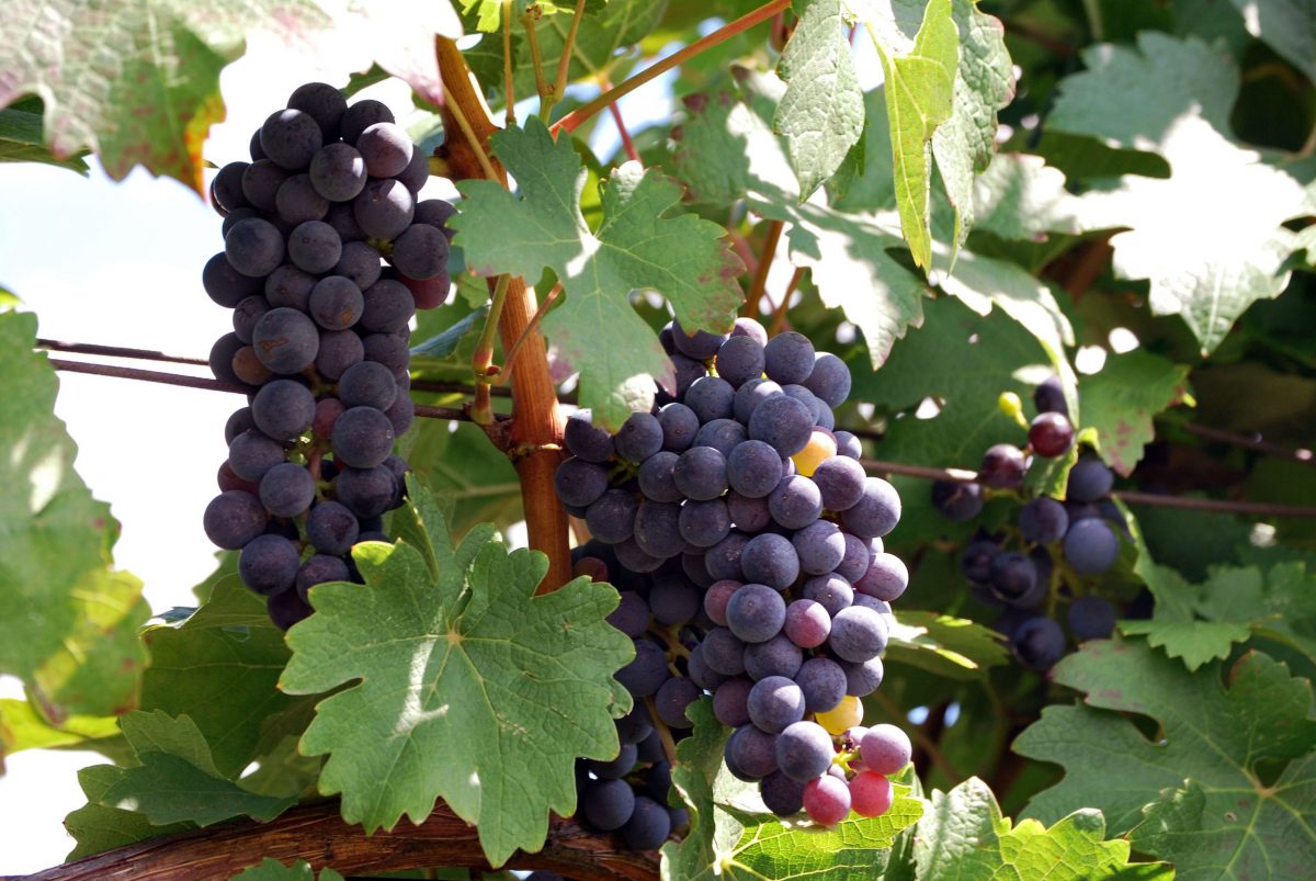 Cabernet Franc