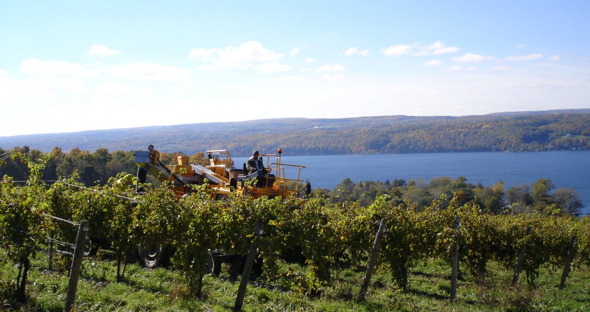 picker in vineyard