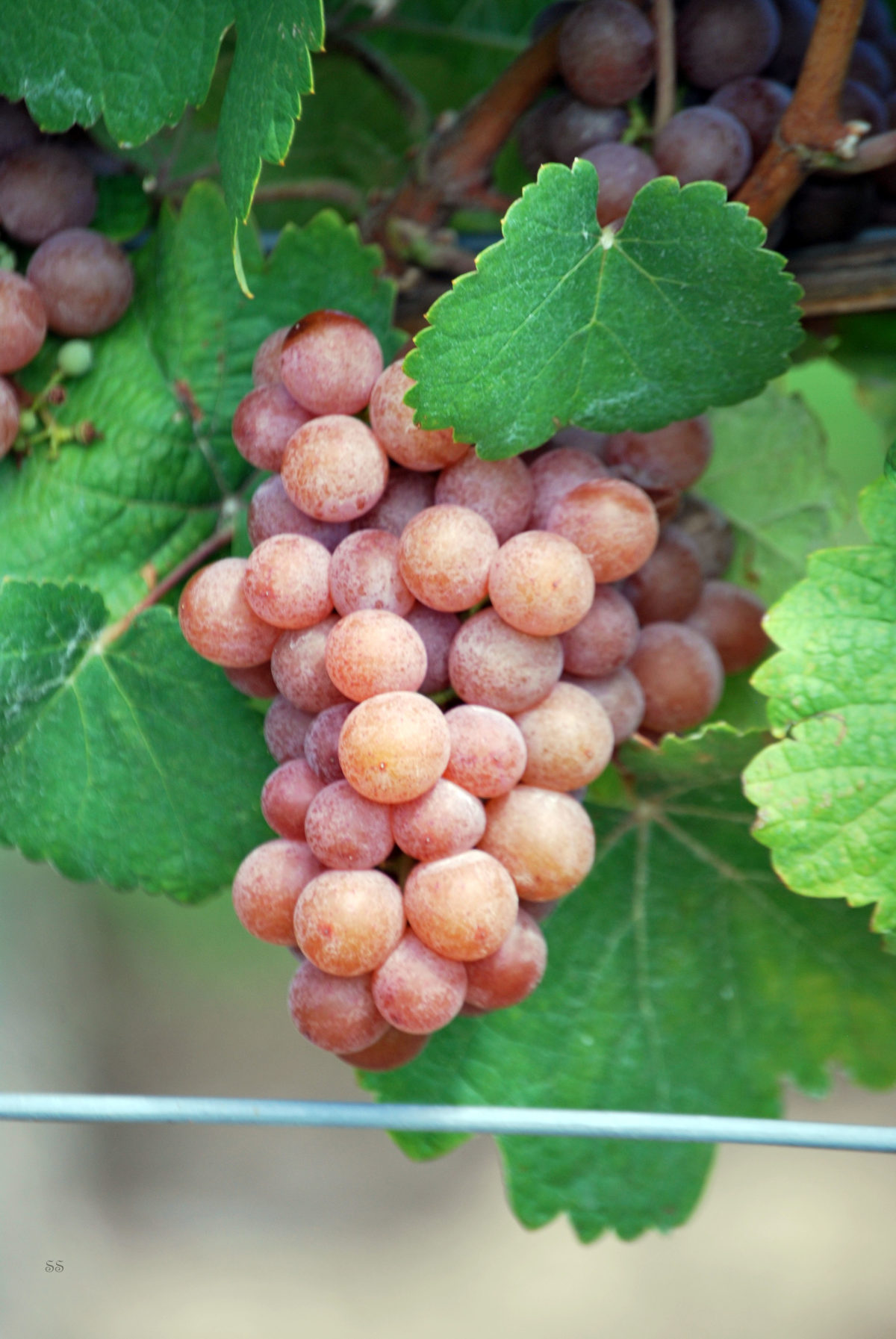 Gewurztraminer Grape Cluster