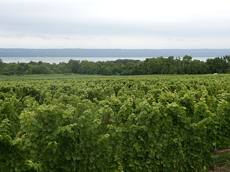 Getting to Know Nutt Road Red Newt Cellars