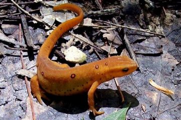 red newt team