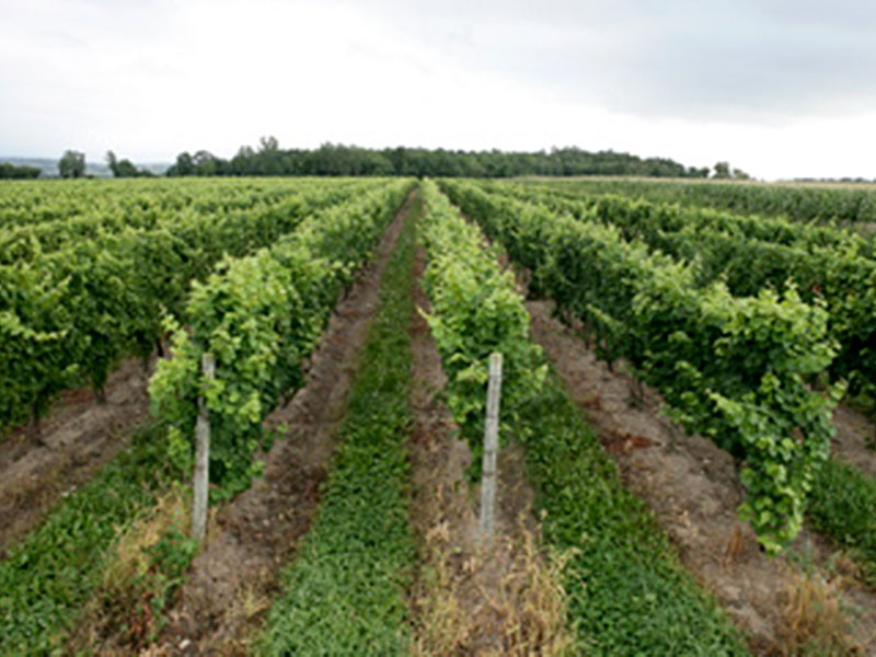 Nutt Road Vineyard Rows