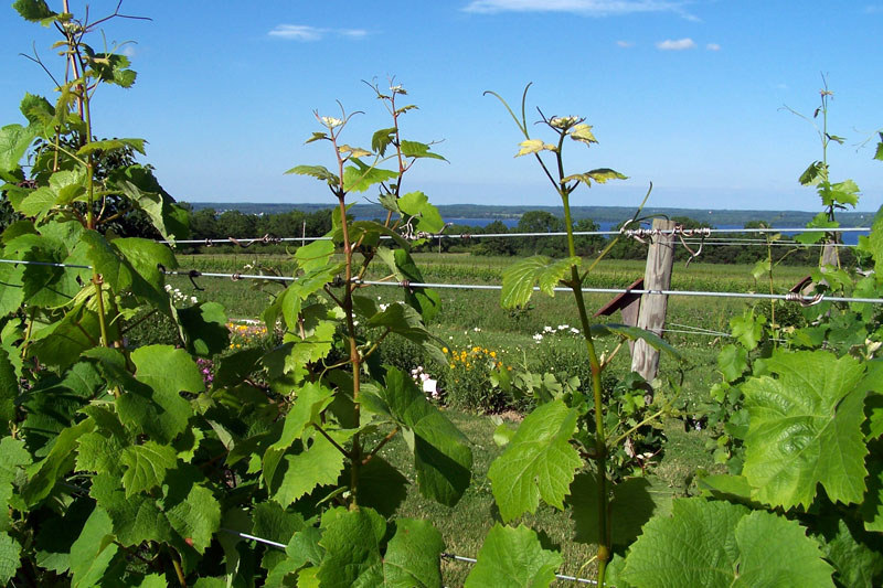 Nutt Road Vine Close Up