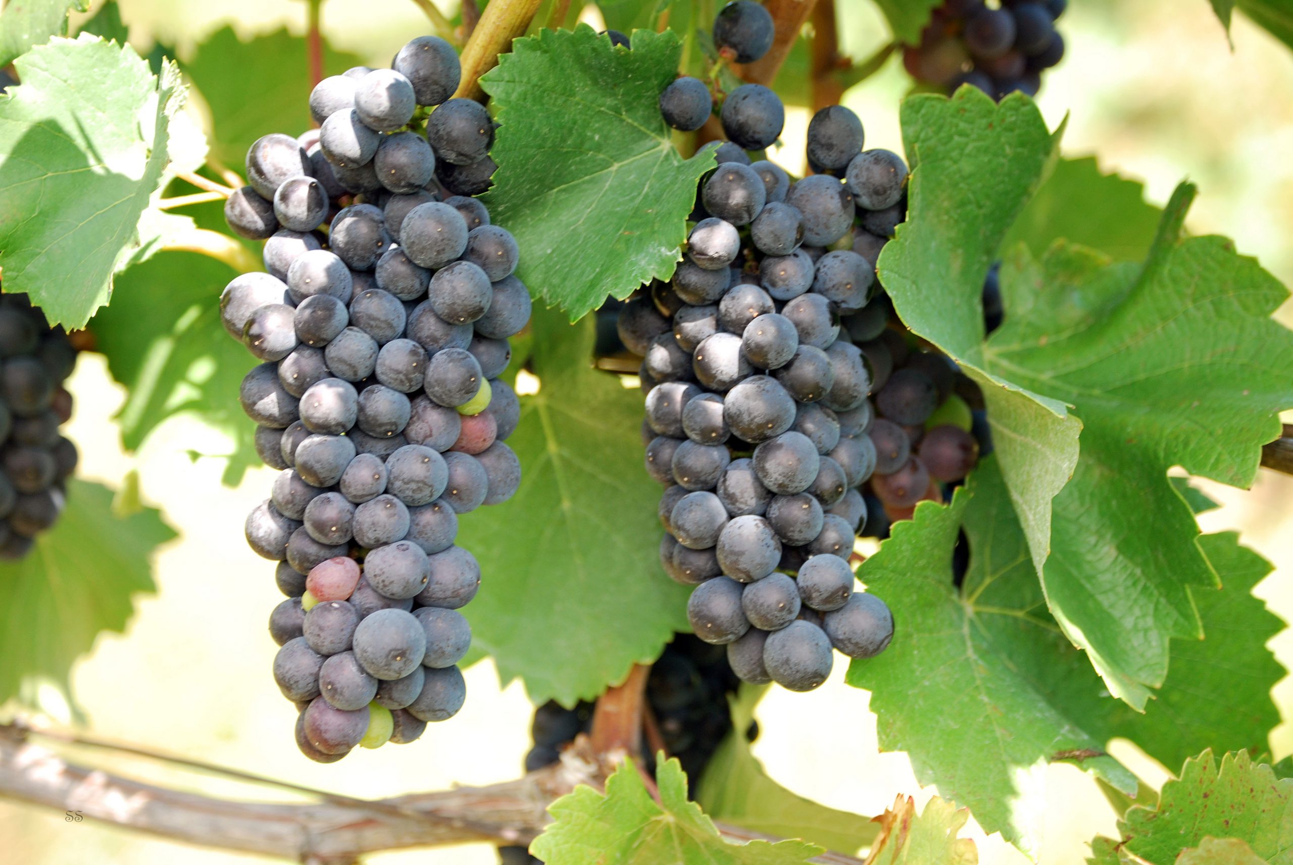 Pinot Noir Grapes