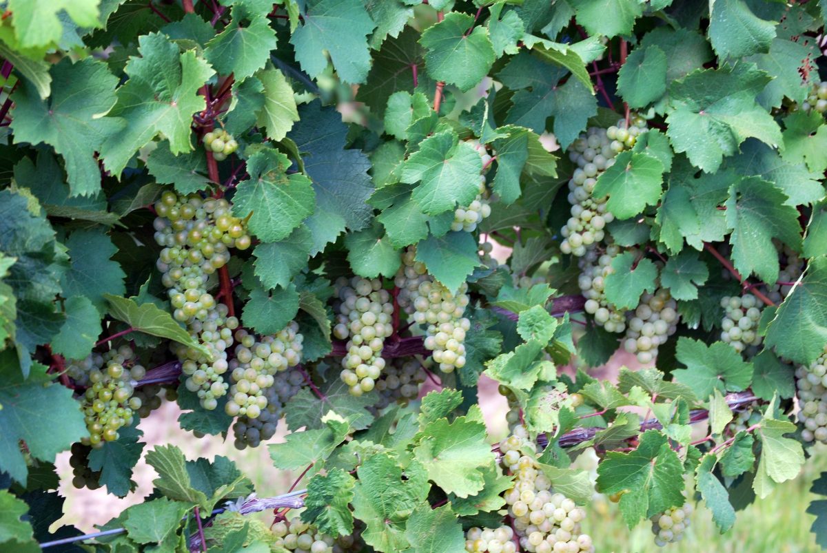 Riesling Grapes