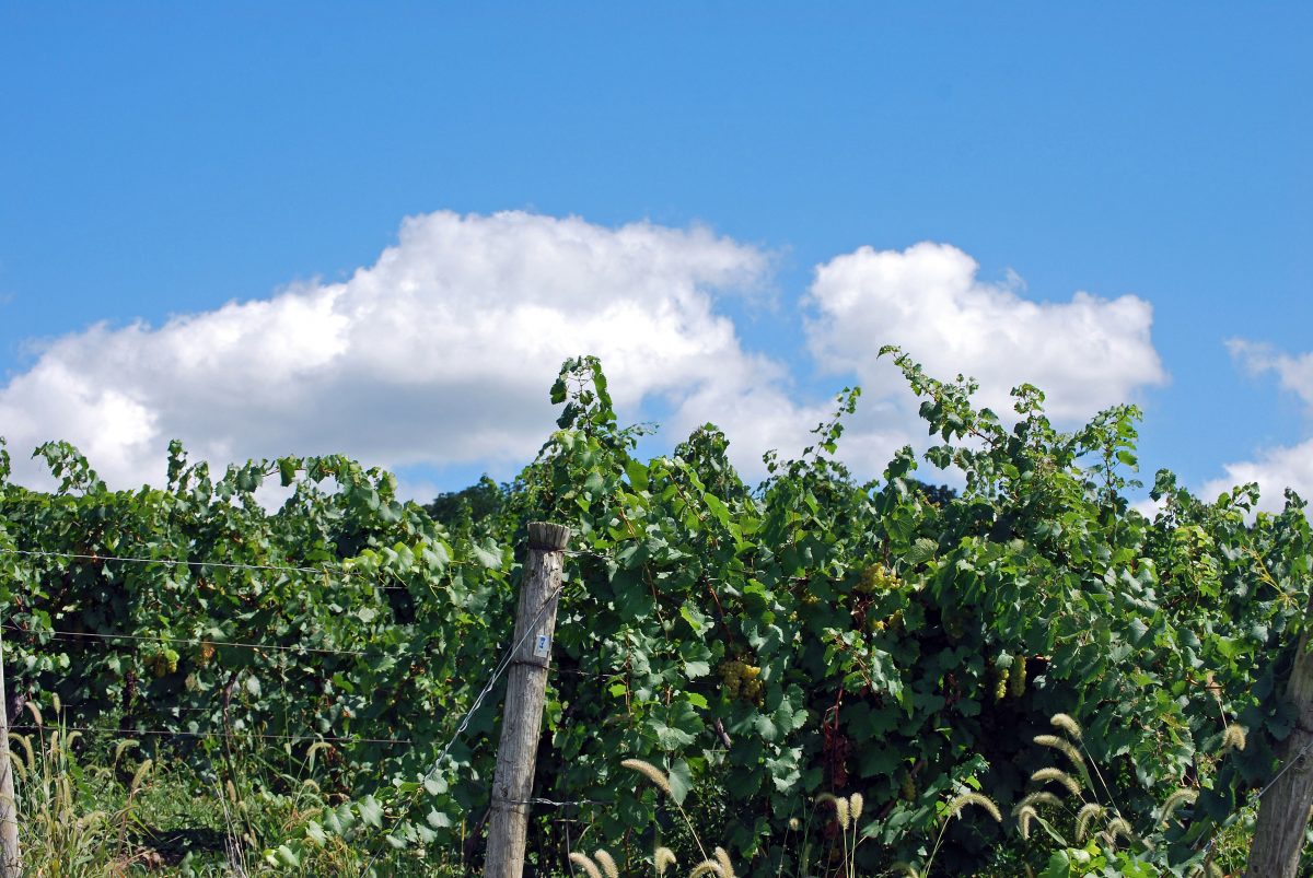 Sawmill Creek Vineyard and Sky
