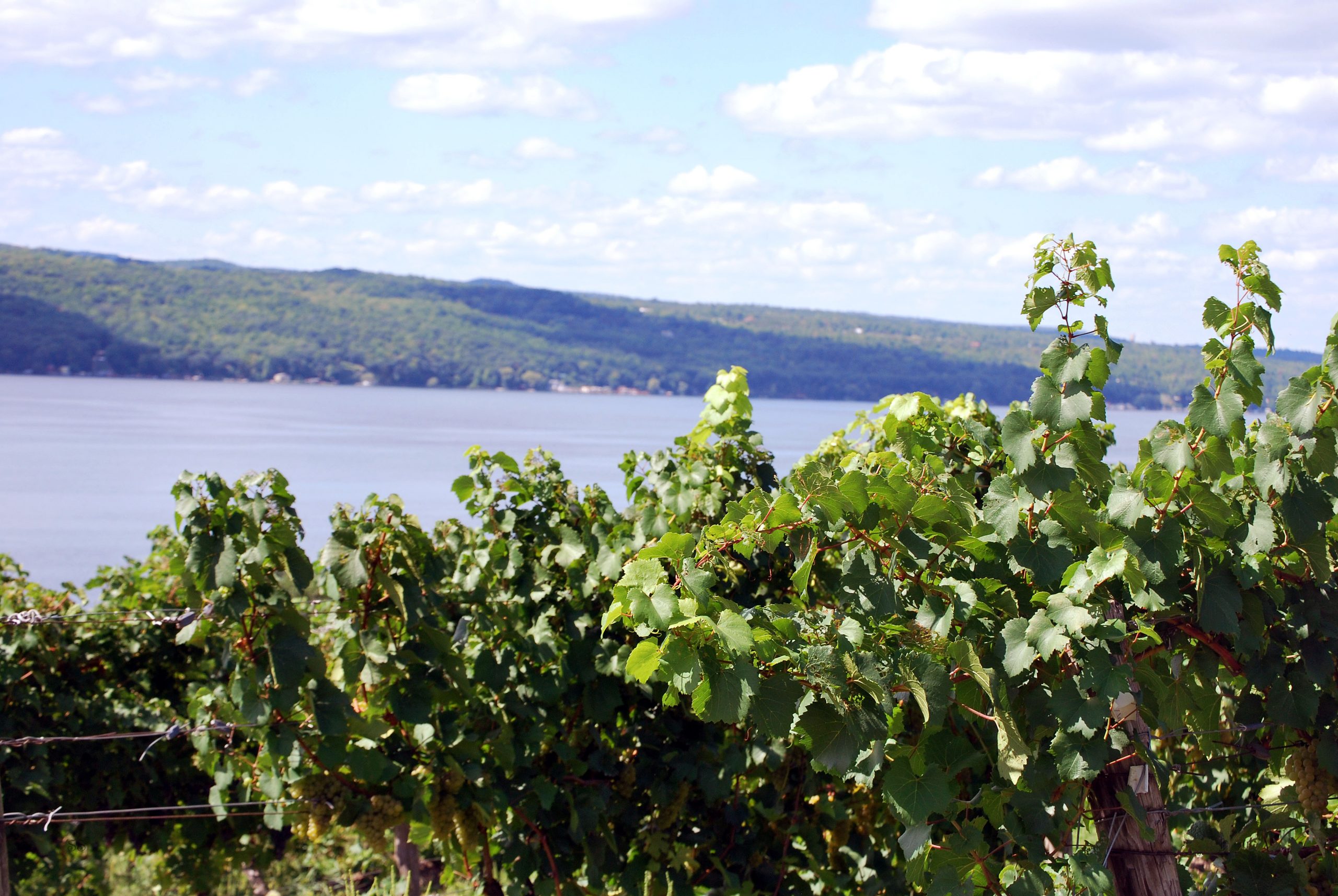 Getting to Know Sawmill Creek Vineyards Red Newt Cellars