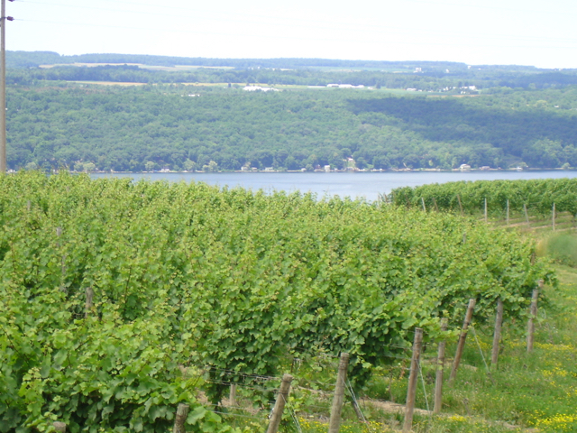 vineyard and lake