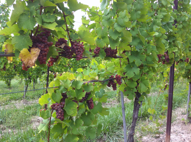 gewurztraminer grapes