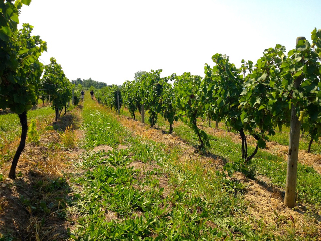 vineyard row at bullhorn creek