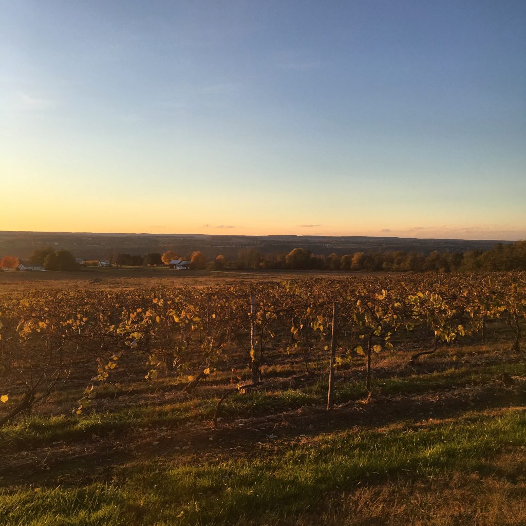 sunset over fall vineyard