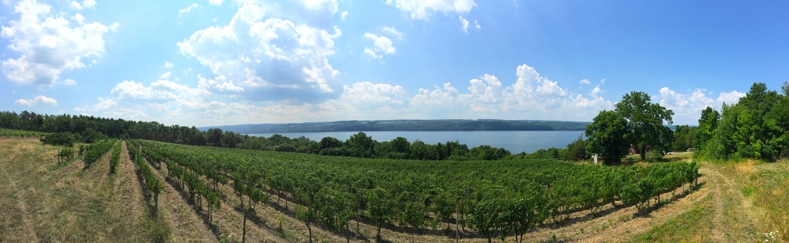 panorama of glacier ridge vineyard