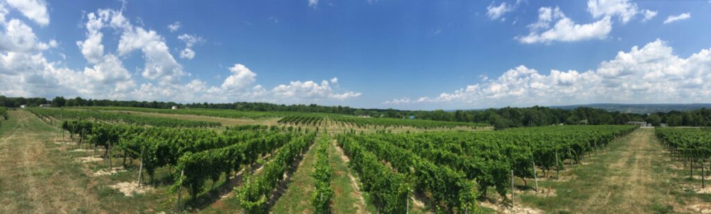 panorama of lahoma vineyard