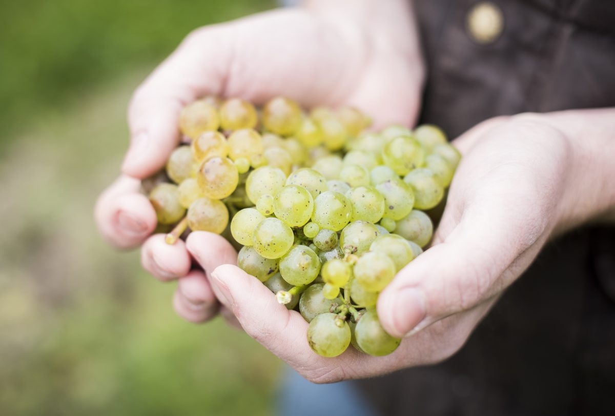 grapes in hand