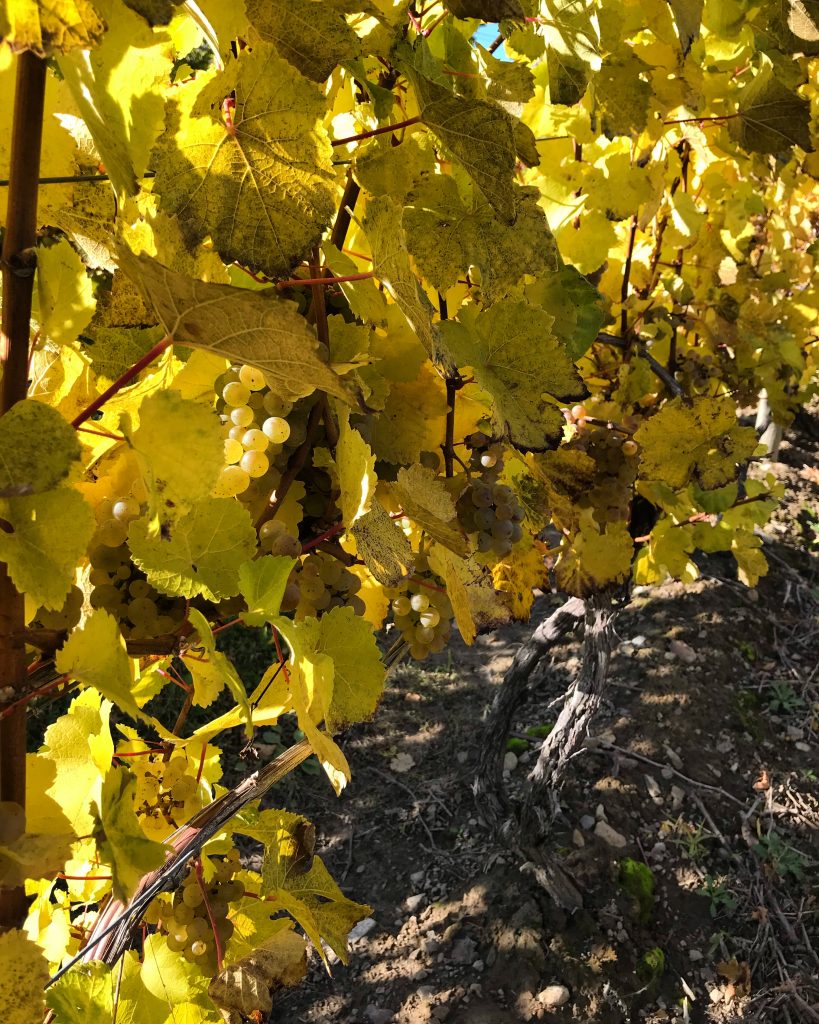 late harvest riesling