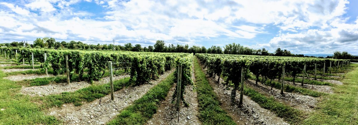 panorama of tango oaks vineyard