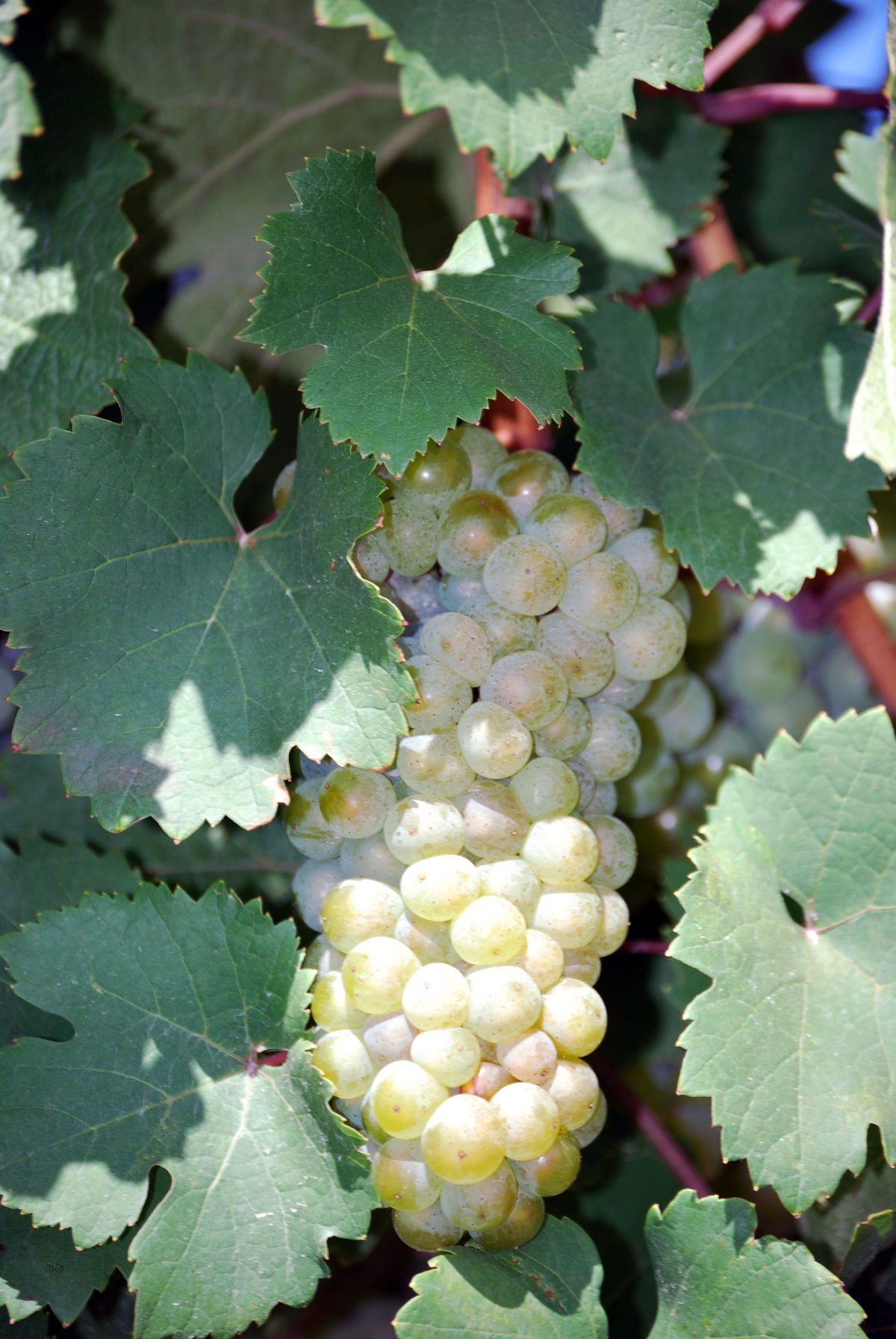 Riesling Grape Cluster