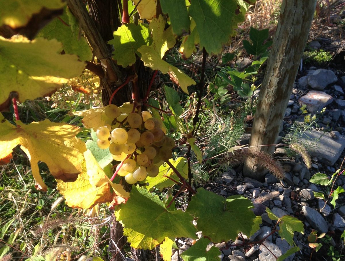 riesling grapes and vine